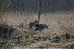 Killikus® Fotographie